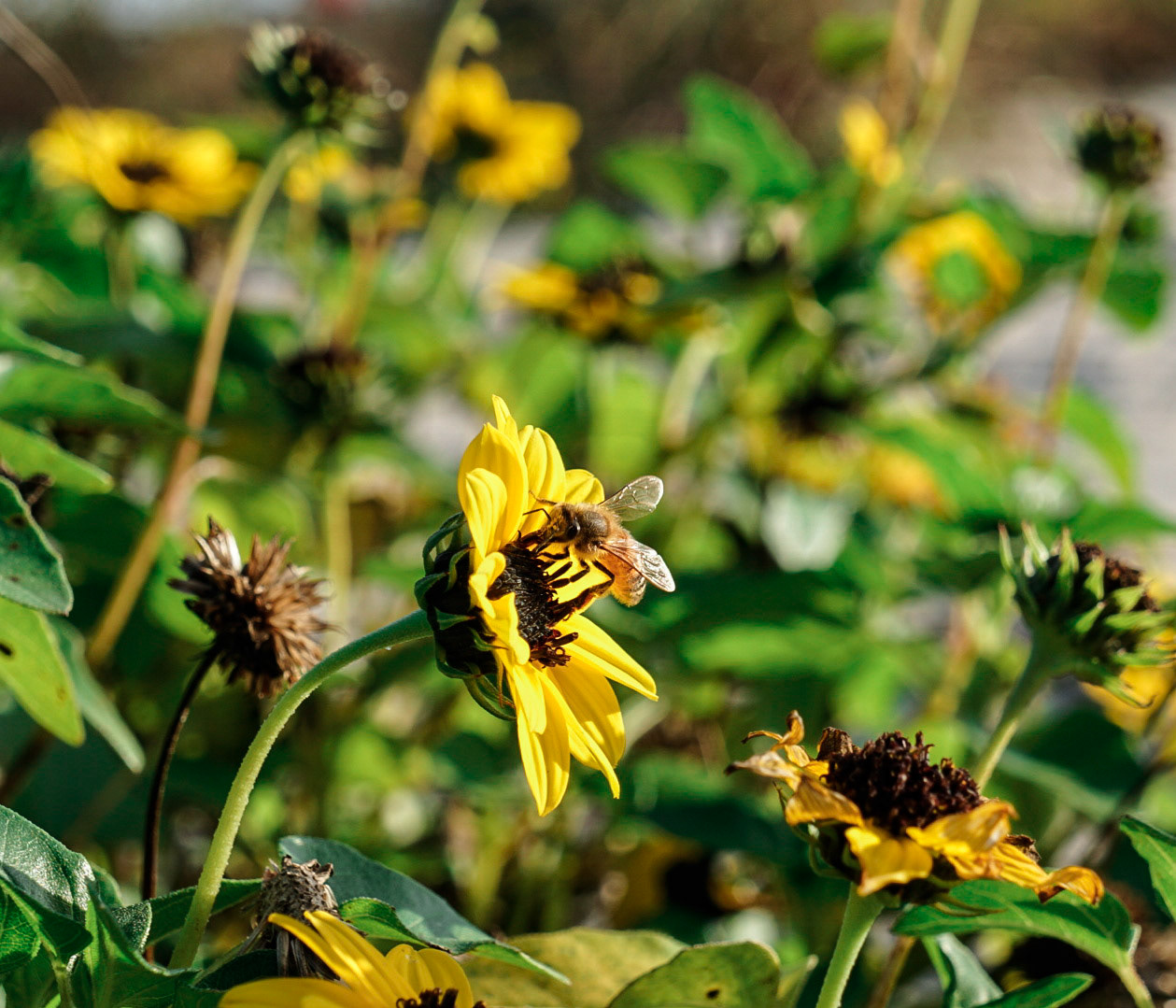 Macro photograph of bee collecting pollen from bright yellow sunflower