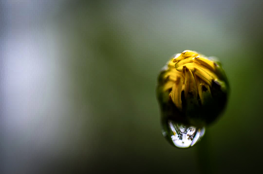 Macro shot of yellow flower bud with perfect water droplet creating natural magnification effect