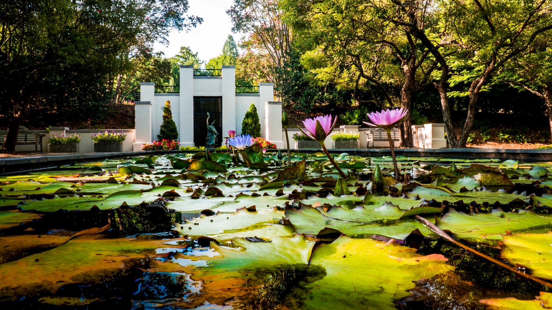 Beautiful water lily pond with blooming flowers and architectural elements in peaceful garden setting