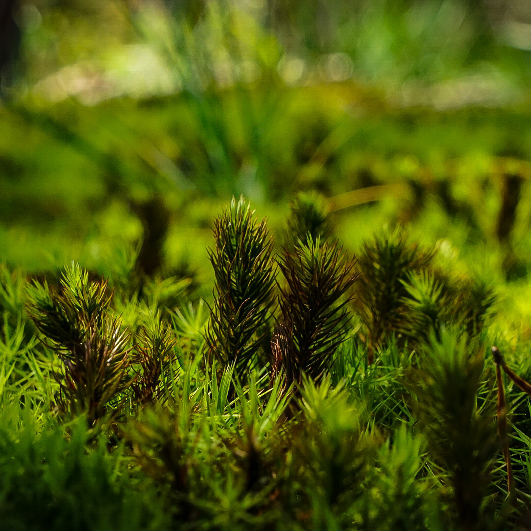 Close-up macro photography of moss with beautiful depth of field and natural lighting