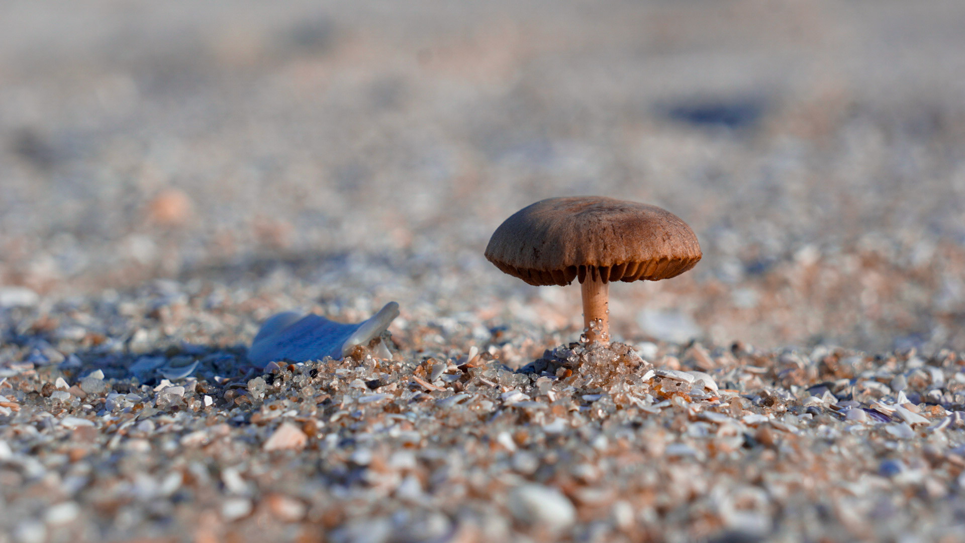 Detailed macro photograph of mushroom with shallow depth of field on forest floor